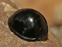 Chilocorus inornatus