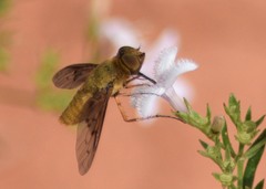 Chrysanthrax edititius