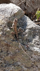 Psammophilus dorsalis