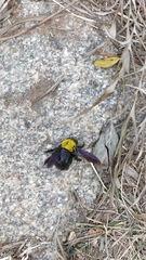 Xylocopa ruficornis