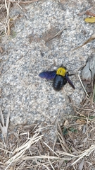 Xylocopa ruficornis
