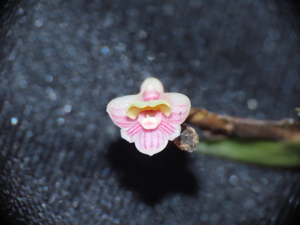Dendrobium lobulatum Rolfe ex J.J.Sm.