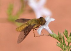 Chrysanthrax edititius