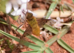 Chrysanthrax edititius