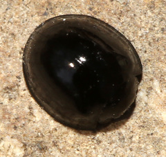Chilocorus inornatus