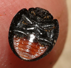 Chilocorus inornatus
