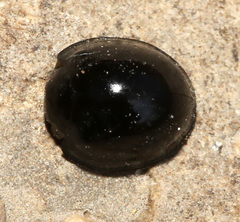 Chilocorus inornatus