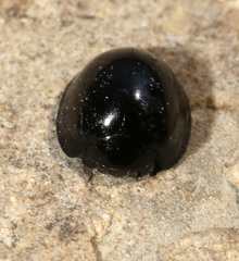 Chilocorus inornatus