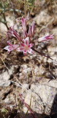 Allium parishii