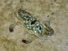 Callinectes marginatus
