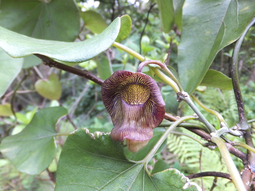 Aristolochia liukiuensis iNat (3)