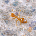 Winter Ants and Allies - Photo (c) 帕索卡, some rights reserved (CC BY-NC), uploaded by 帕索卡