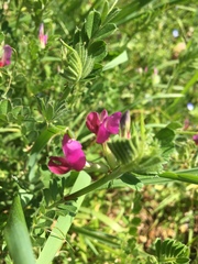 Vicia sativa nigra