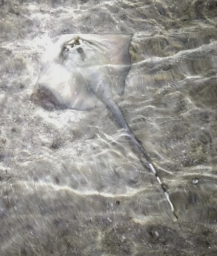 Neotrygon bobwardi