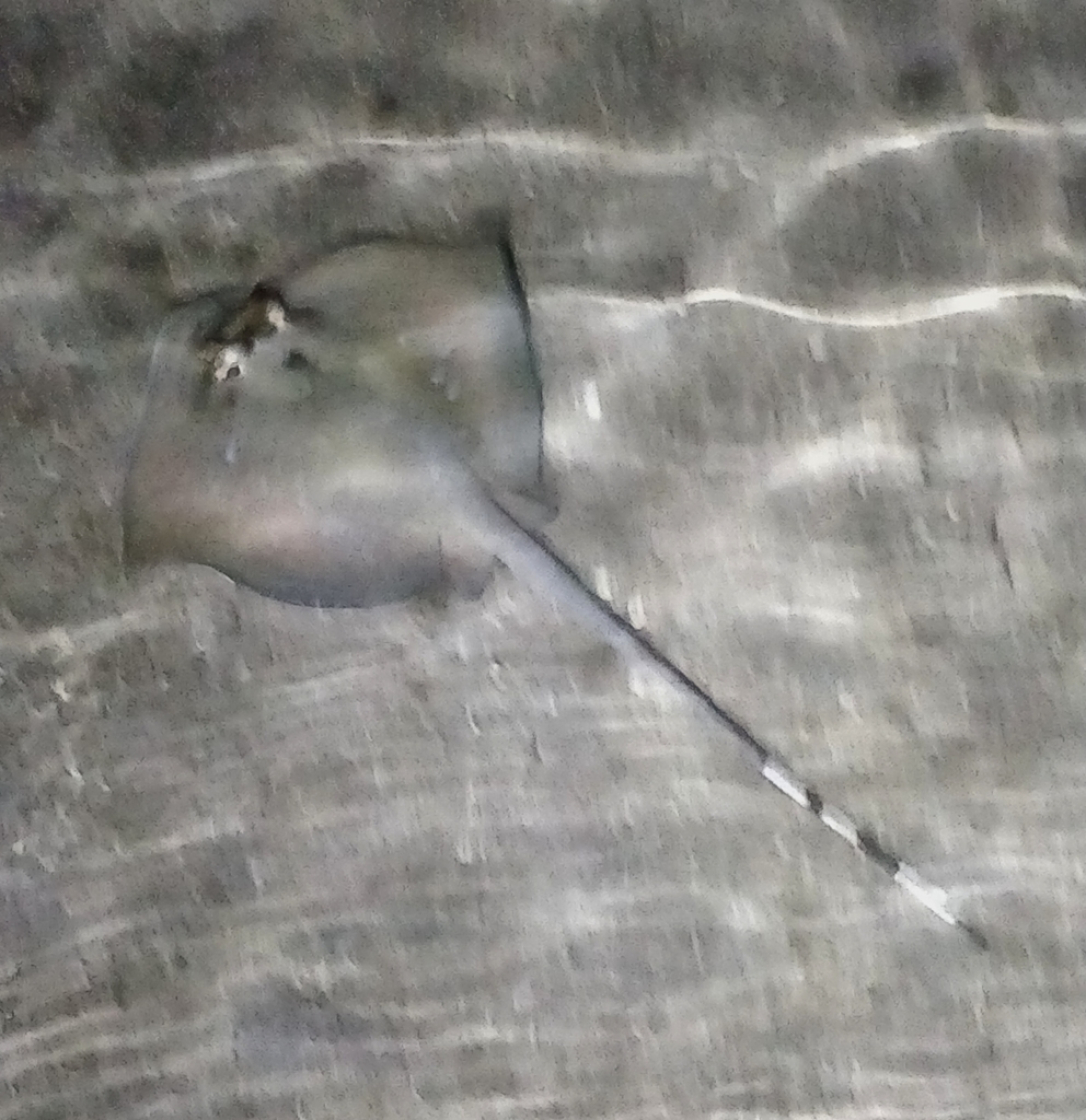 Neotrygon bobwardi