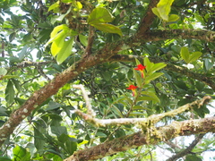 Columnea nicaraguensis