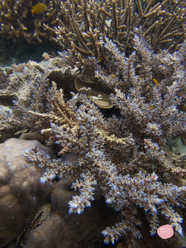 Acropora echinata observed 2024-02-06