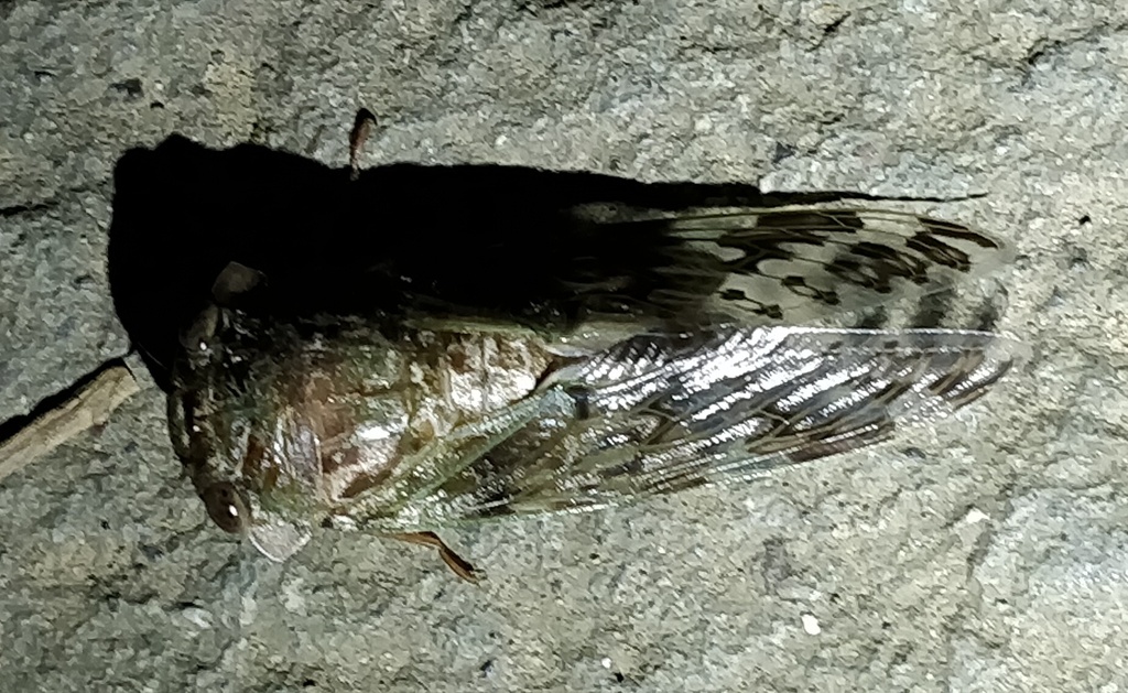 Platypleura affinis