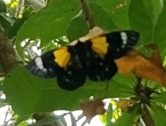 Dysphania andamana