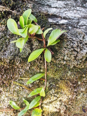 Microgramma lycopodioides