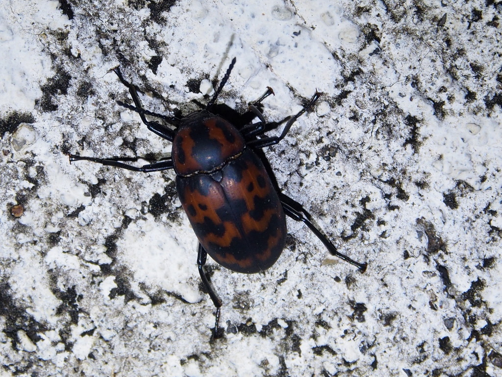 Cymatothes nebulosus
