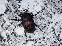 Cymatothes nebulosus