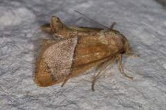 Apoda latomia