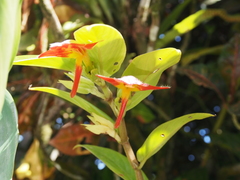 Columnea nicaraguensis