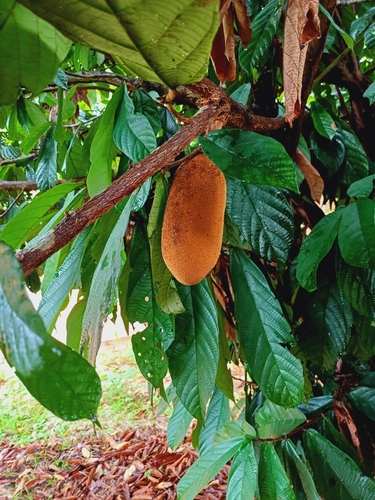 Foto de Cupuaçu
