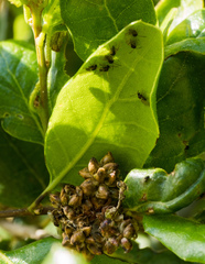 Callirhytis serricornis