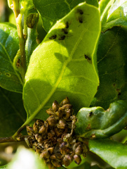 Callirhytis serricornis