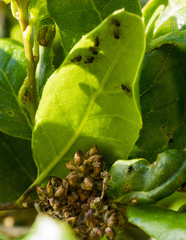 Callirhytis serricornis