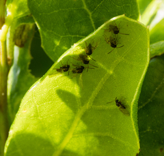 Callirhytis serricornis