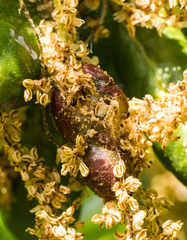 Callirhytis congregata