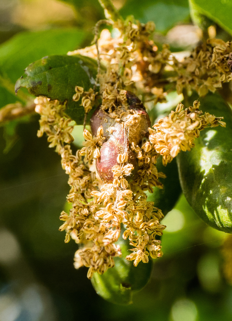 Sausage Flower Gall Wasp