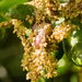Sausage Flower Gall Wasp - Photo (c) Merav Vonshak, some rights reserved (CC BY-NC), uploaded by Merav Vonshak