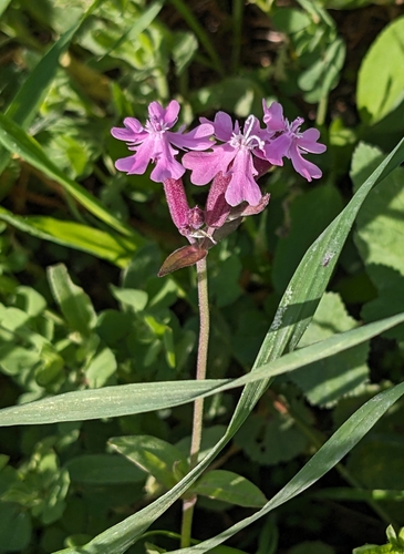 Image of Silene aegyptiaca by (c) Denis Otkydach, some rights reserved (CC BY)
