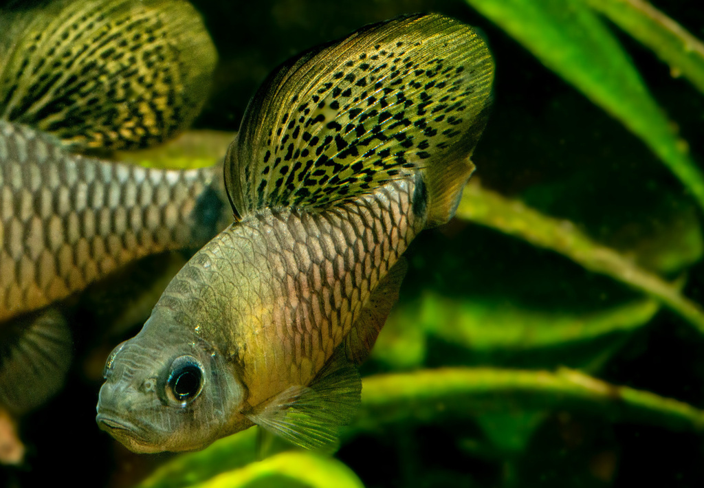 Indian Drapefin Barb