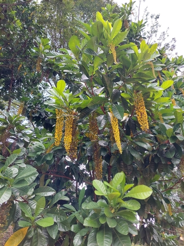 Lofantera