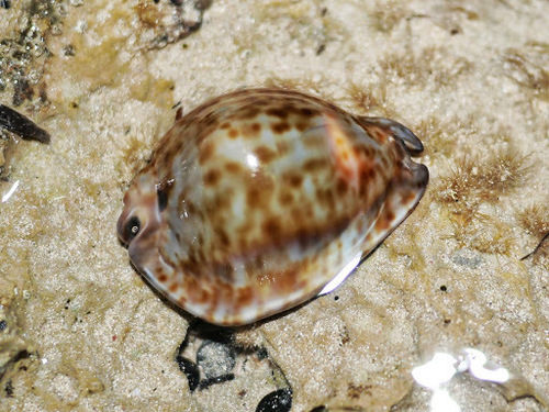 Trona stercoraria