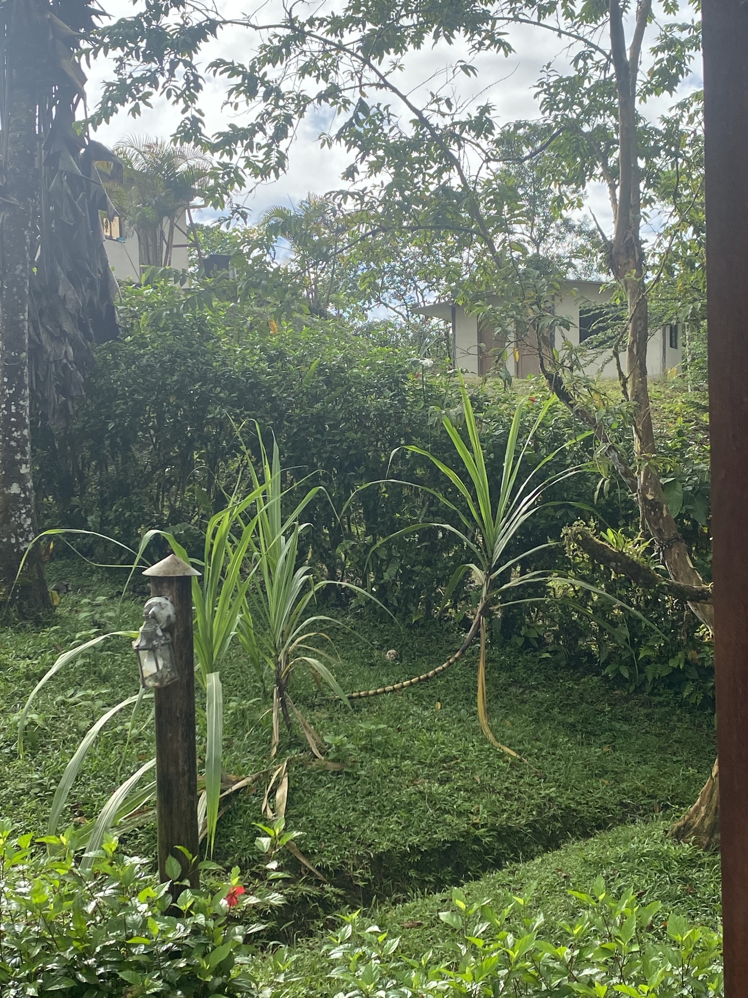 Imagem de Cana-de-açúcar
