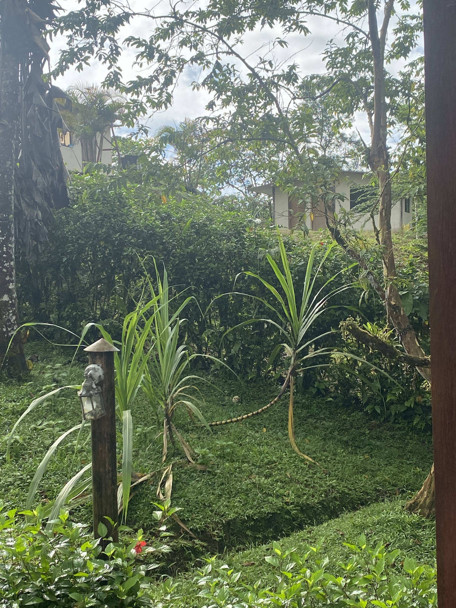 Imagem de Cana-de-açúcar