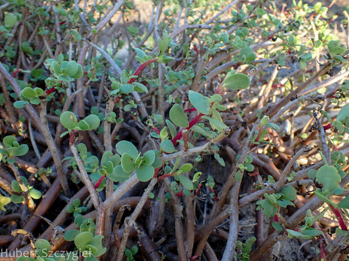 Portulaca lutea observed 2024-01-01