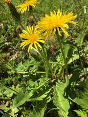 Taraxacum