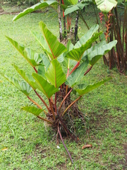 Philodendron melinonii