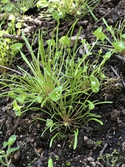 Claytonia parviflora