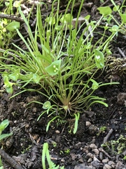 Claytonia parviflora