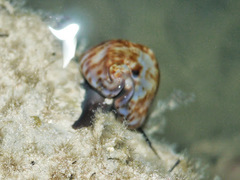 Trona stercoraria