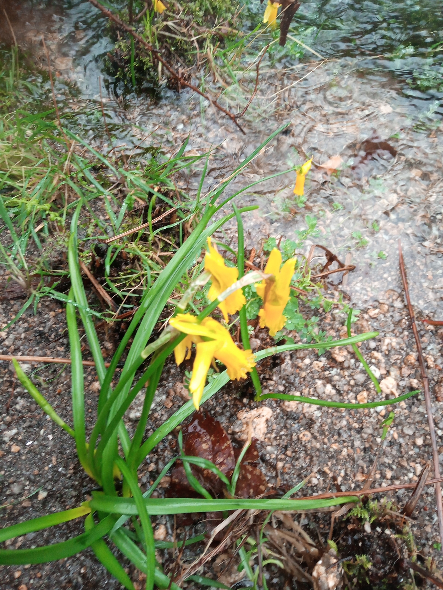 Imagem de Narciso