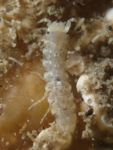 Joeropsis observed 2024-02-10